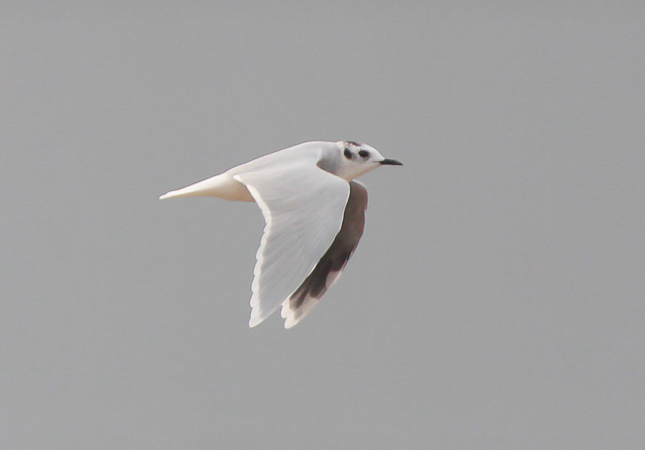 Little Gull