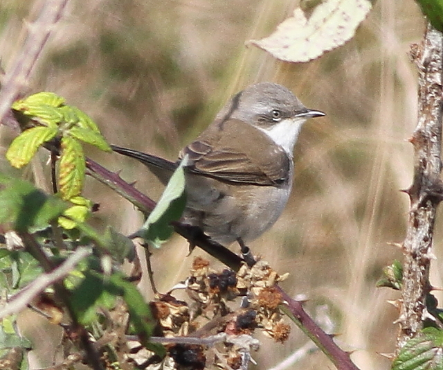 Lesser Whitethroat