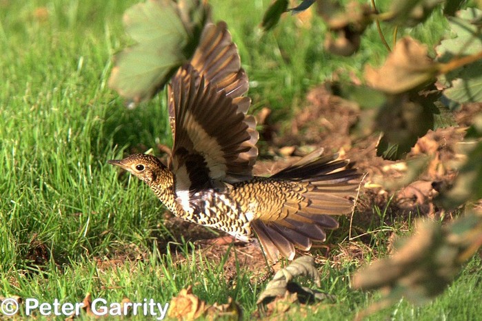 White's Thrush