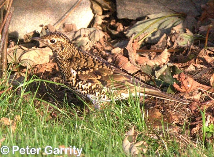 White's Thrush