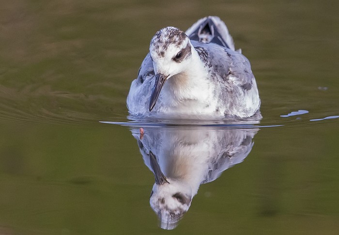 Grey Phalarope