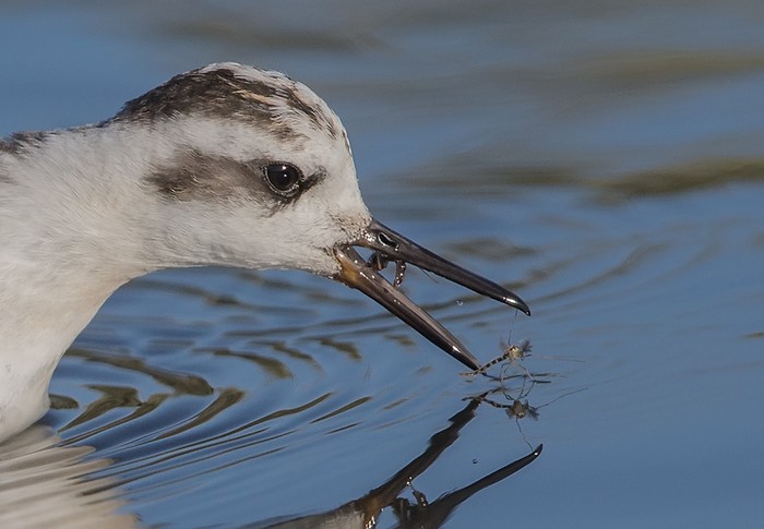 Grey Phalarope
