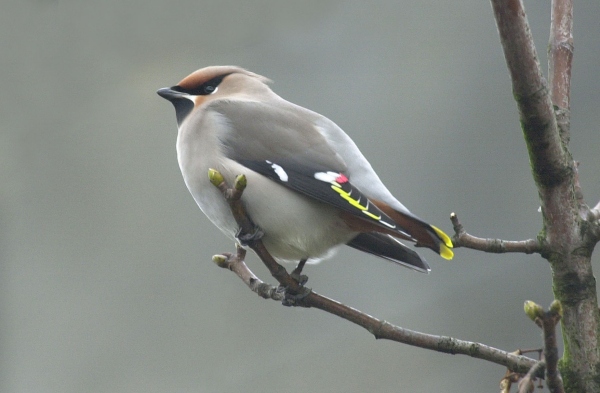 Waxwing
