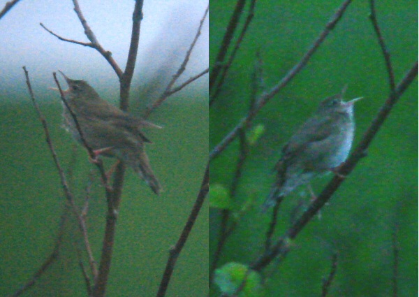 River Warbler