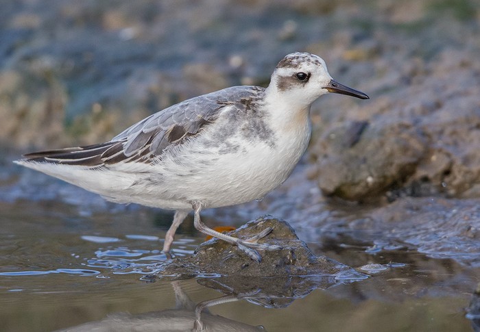 Grey Phalarope