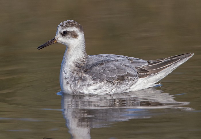 Grey Phalarope