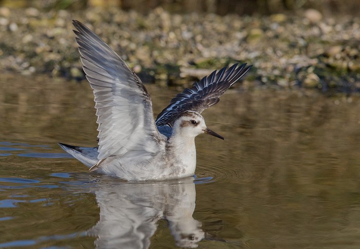 Grey Phalarope