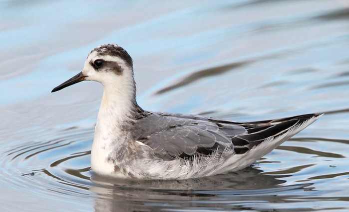 Grey Phalarope