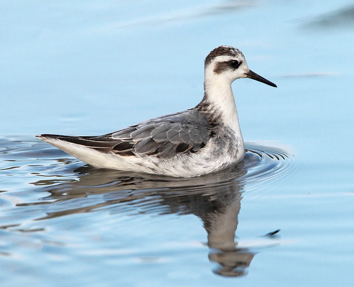 Grey Phalarope