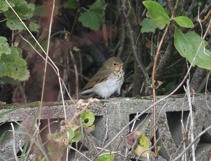 Swainson's Thrush
