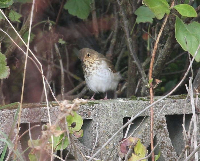 Swainson's Thrush