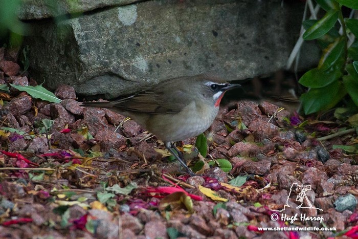 Siberian Rubythroat