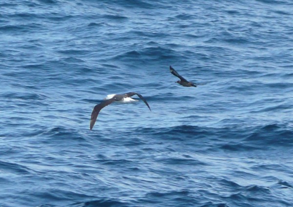 Black-browed Albatross