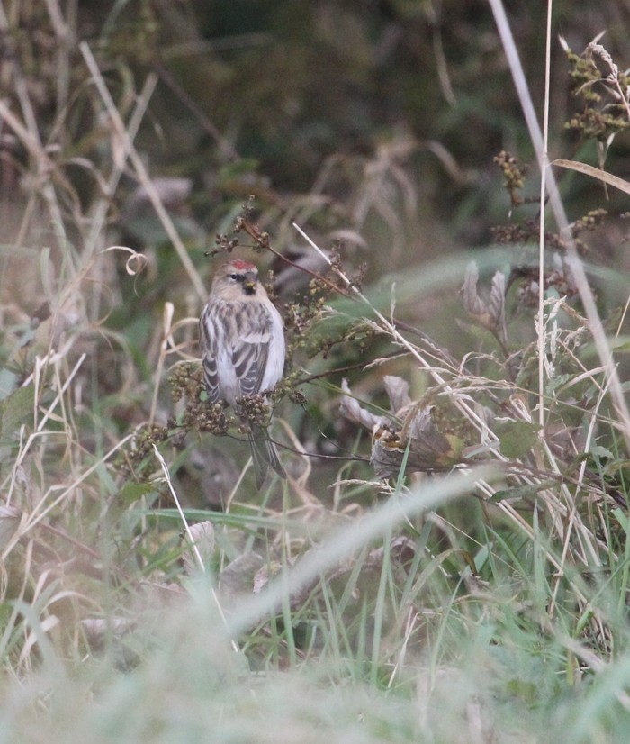 Arctic Redpoll