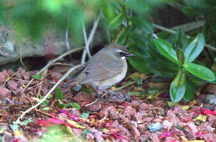 Siberian Rubythroat