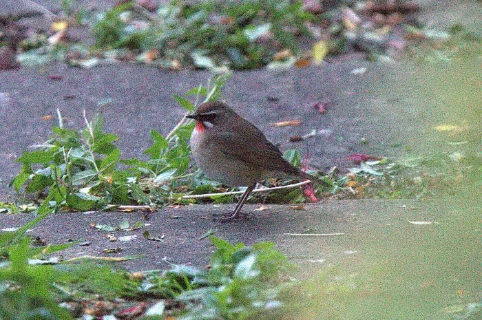Siberian Rubythroat