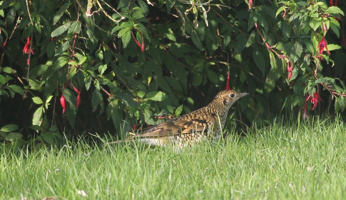 White's Thrush