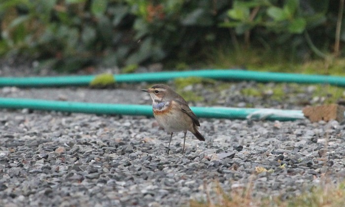 Bluethroat