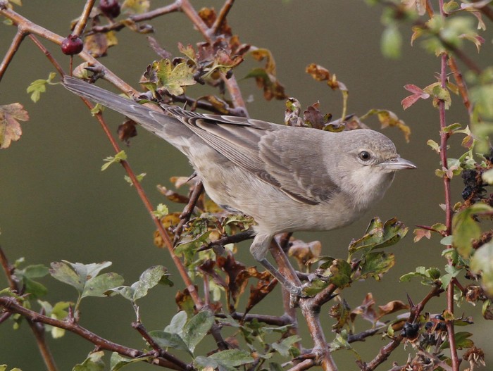 Barred Warbler