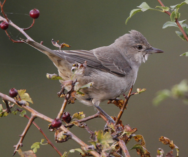 Barred Warbler