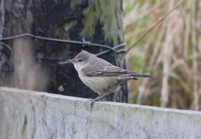 Barred Warbler