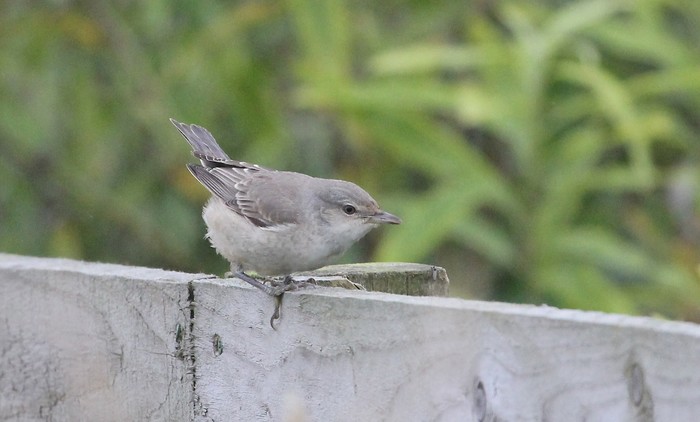 Barred Warbler