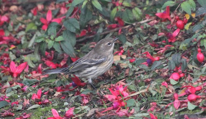 Myrtle Warbler