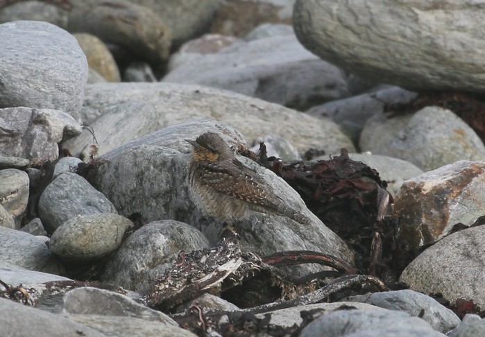 Wryneck