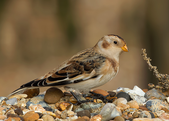 Snow Bunting