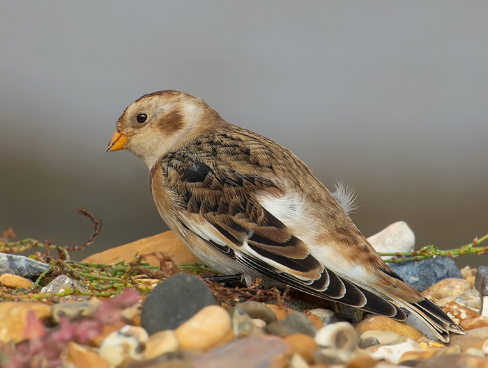Snow Bunting