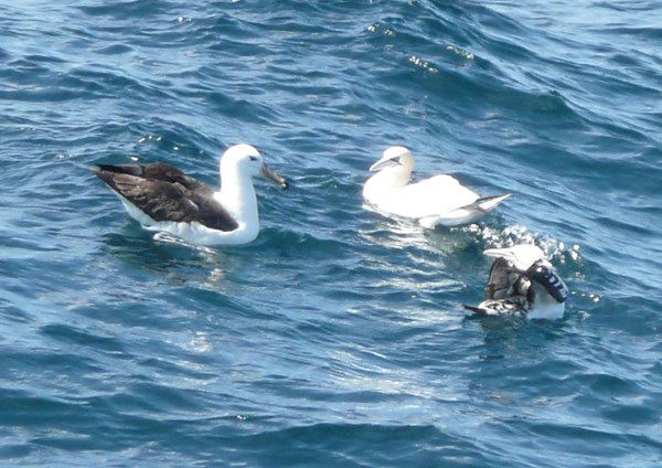 Black-browed Albatross