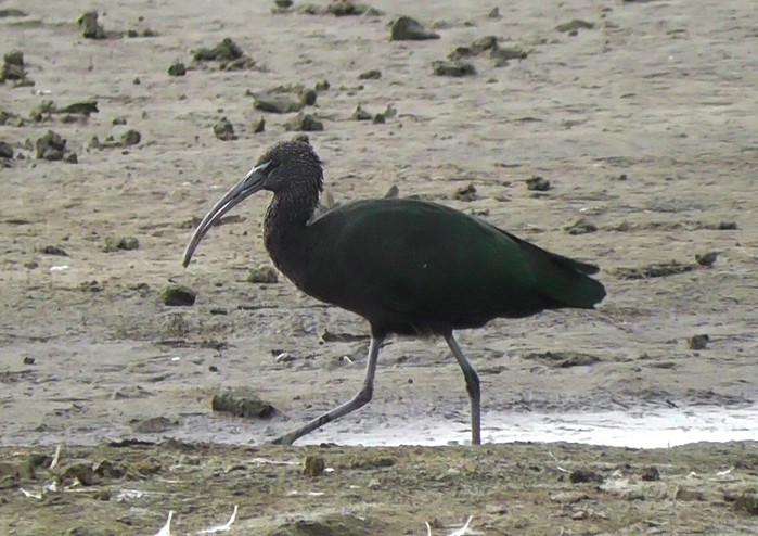 Glossy Ibis