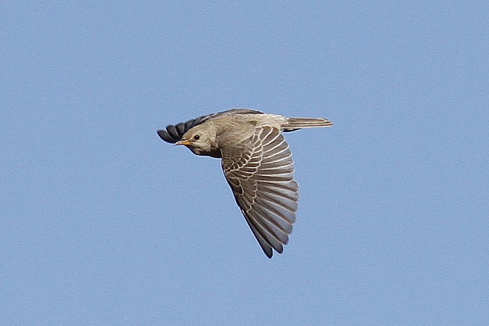 Rose-coloured Starling