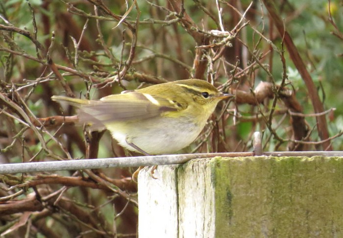 Yellow-browed Warbler