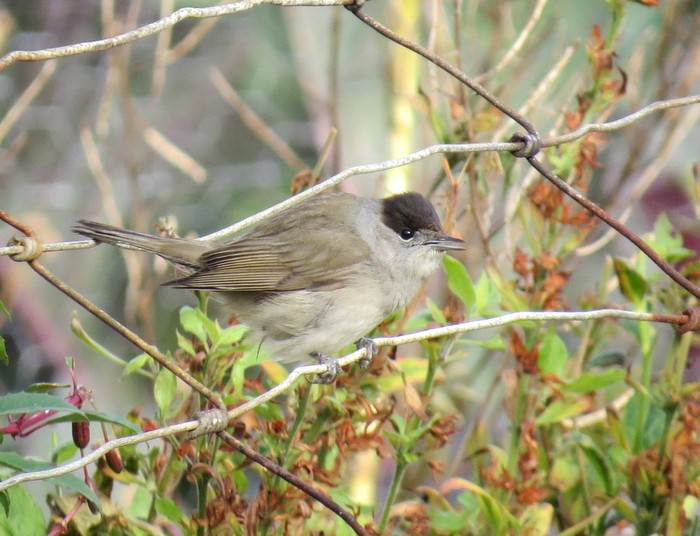 Blackcap