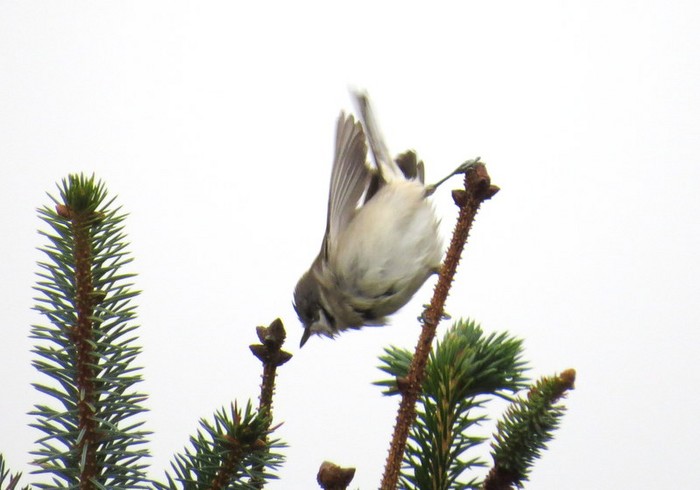 Lesser Whitethroat