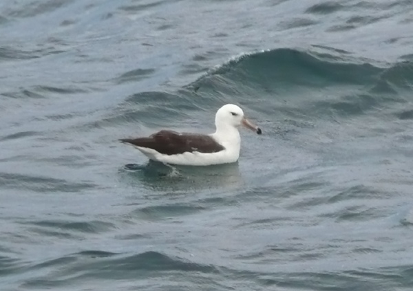 Black-browed Albatross