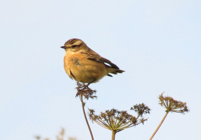 Whinchat