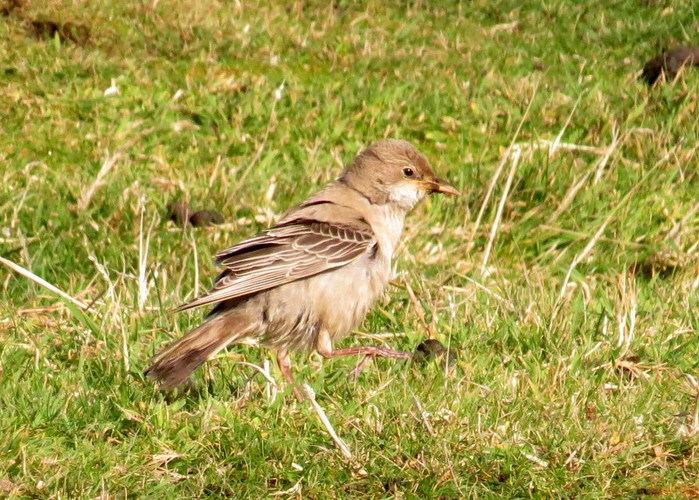Rose-coloured Starling