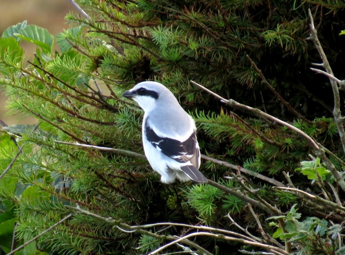 Great Grey Shrike