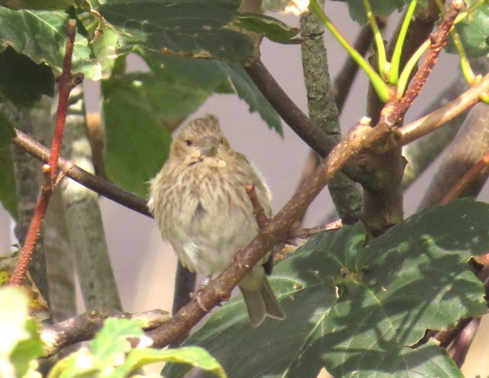 Common Rosefinch