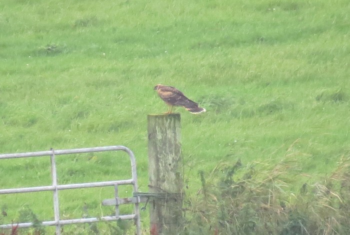 Pallid Harrier