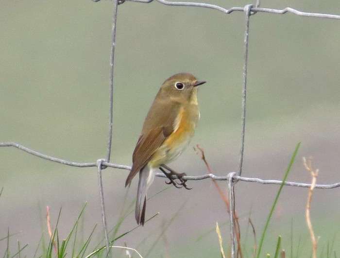 Red-flanked Bluetail
