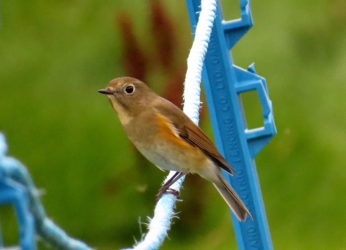 Red-flanked Bluetail
