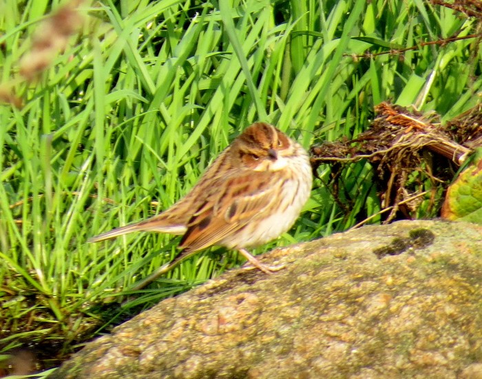 Little Bunting