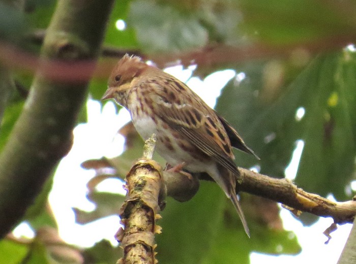 Rustic Bunting