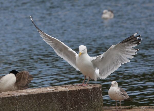 American Herring Gull