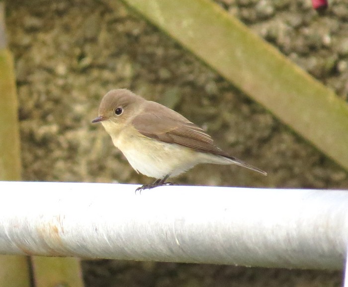 Red-breasted Flycatcher