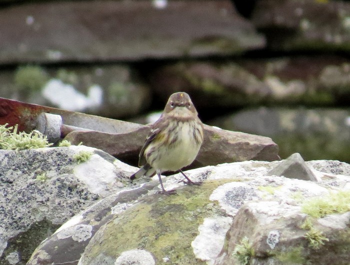 Myrtle Warbler