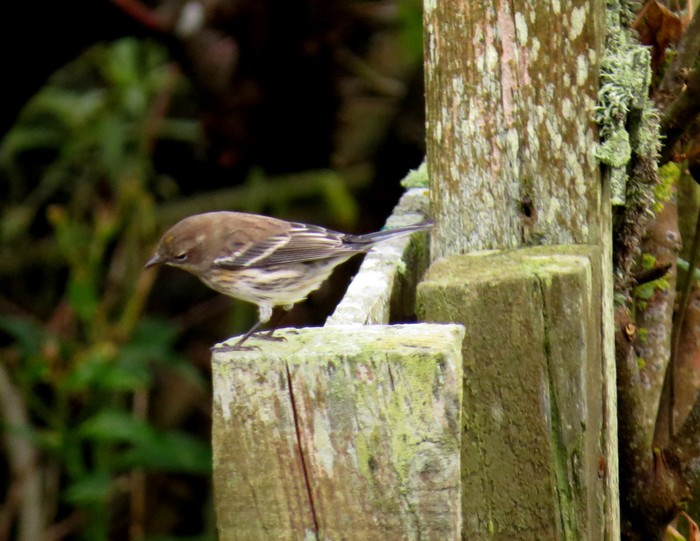 Myrtle Warbler